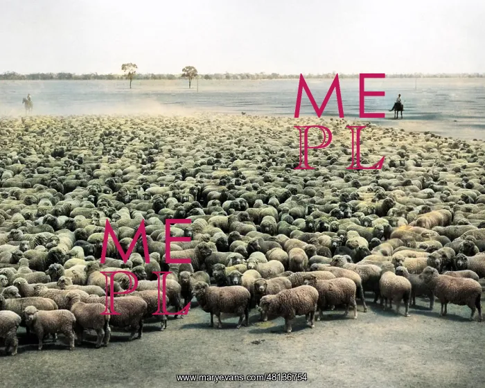 : Flock of sheep, Burrawang Station, Australia : Flock of sheep, Burrawang Station, Australia
