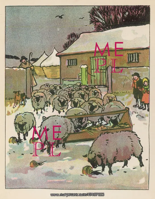 : Flock of Sheep in Snow : Flock of Sheep in Snow