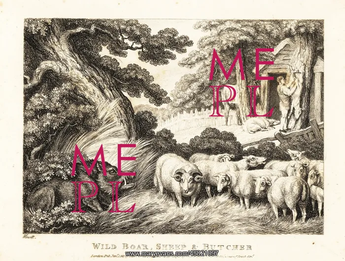 : A flock of sheep wait for slaughter by a butcher : A flock of sheep wait for slaughter by a butcher