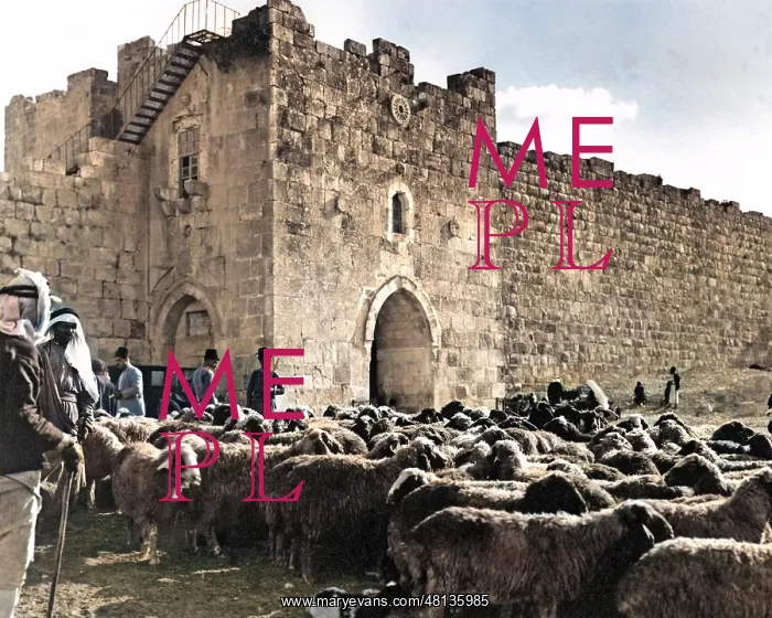 : Flock of sheep, walls of Jerusalem : Flock of sheep, walls of Jerusalem