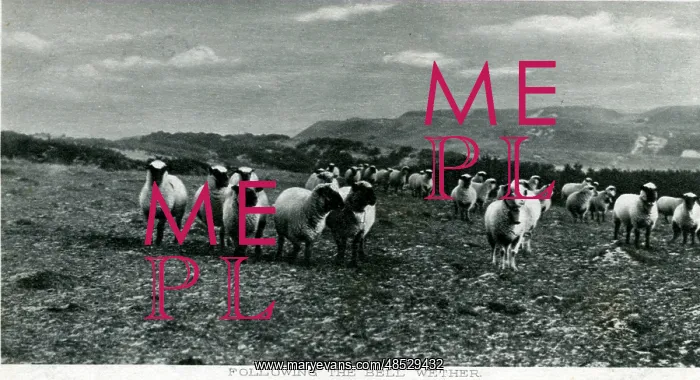 : Flock of Sheep, Wether, Shetland : Flock of Sheep, Wether, Shetland