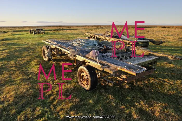 : Flookborough shrimp trailers, Morecambe Bay : Flookborough shrimp trailers, Morecambe Bay