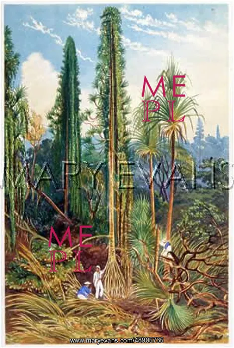  : FLORA OF ZAMBESI DELTA