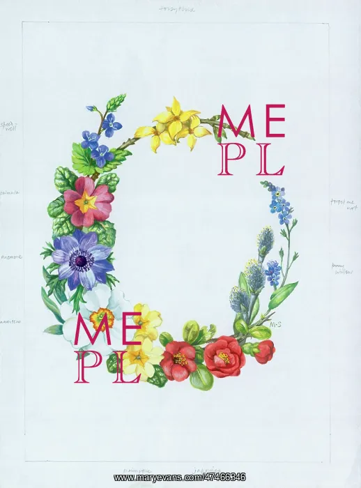 : Floral Border ? wild spring flowers : Floral Border ? wild spring flowers