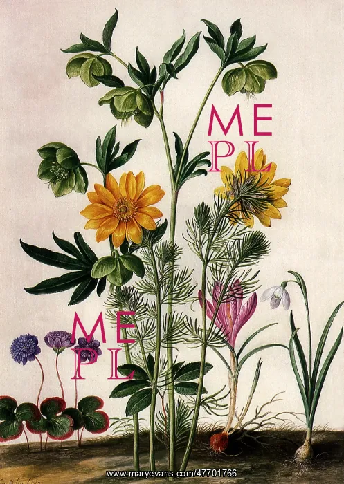  : Floral Botanical