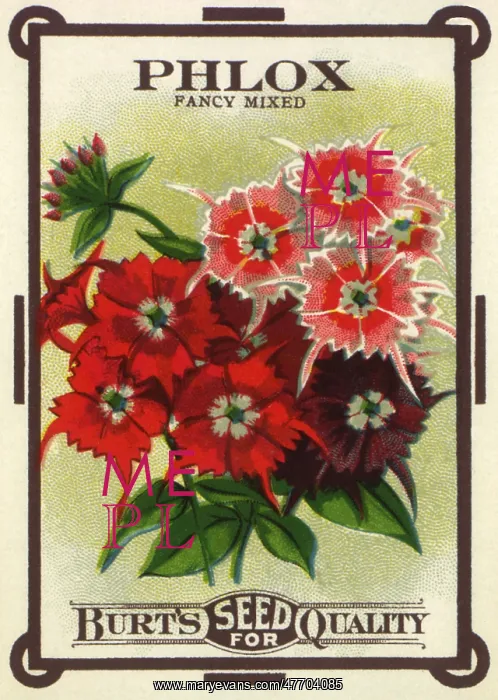  : Floral Seed Packet
