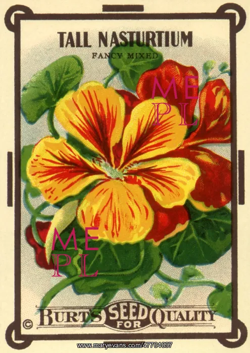  : Floral Seed Packet