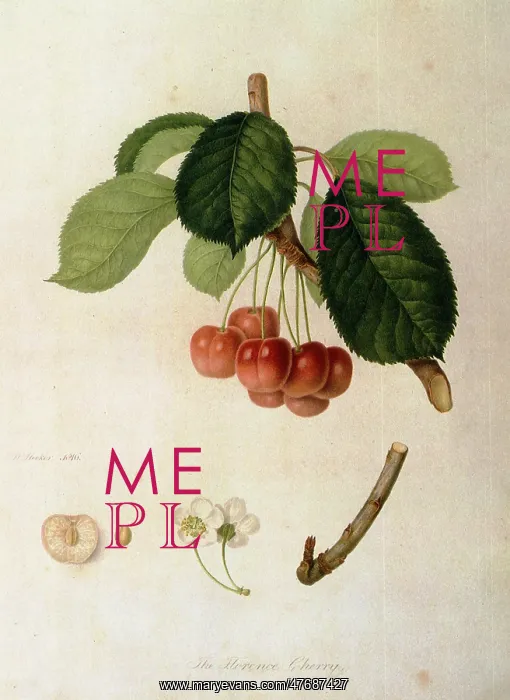  : Florence Cherries