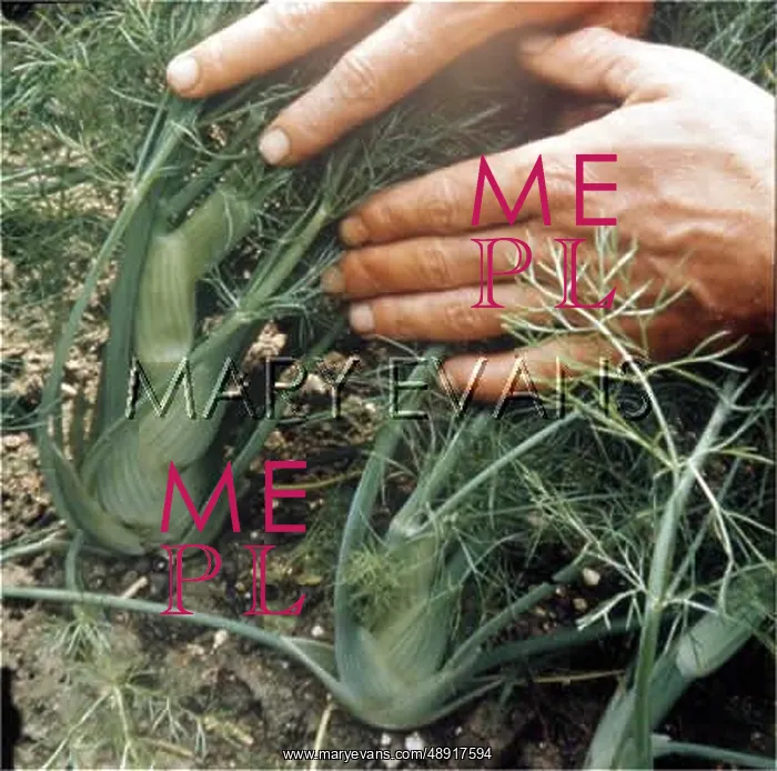 : FLORENCE FENNEL : FLORENCE FENNEL