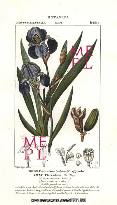: Florentine iris, Iris germanica var. florentina : Florentine iris, Iris germanica var. florentina