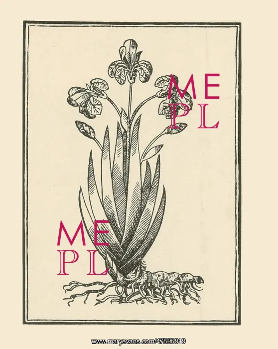 : Florentine Iris, Mattioli's Commentaires : Florentine Iris, Mattioli's Commentaires