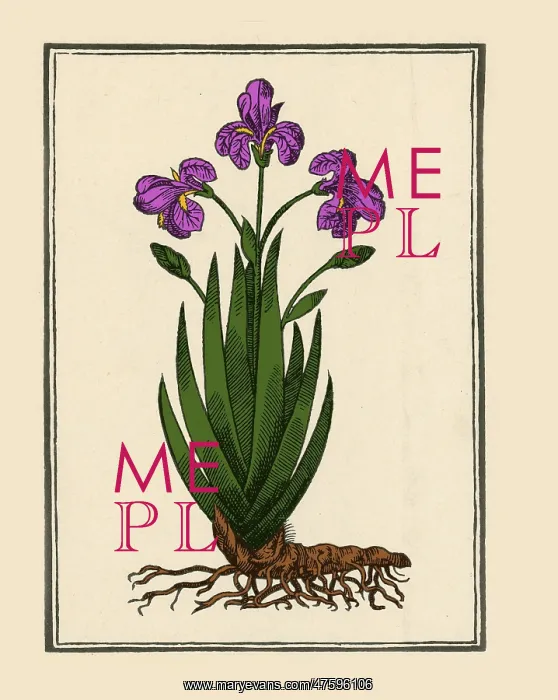 : Florentine Iris, Mattioli's Commentaires, Lyons, 1579 : Florentine Iris, Mattioli's Commentaires, Lyons, 1579