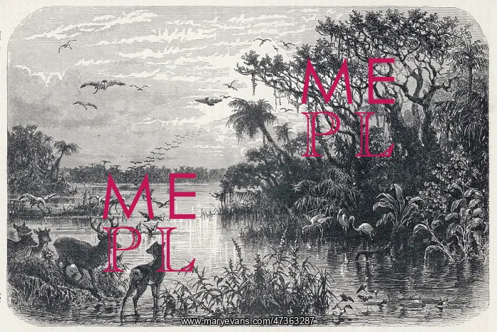 : FLORIDA EVERGLADES : FLORIDA EVERGLADES