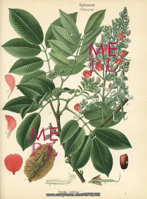  : Florida fishpoison tree, Piscidia piscipula