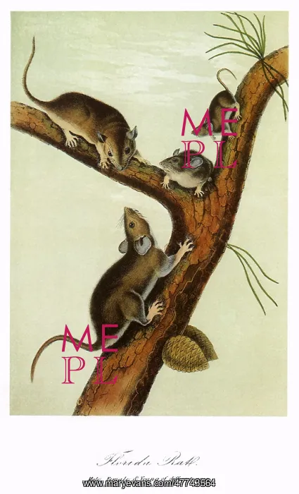  : Florida Rats