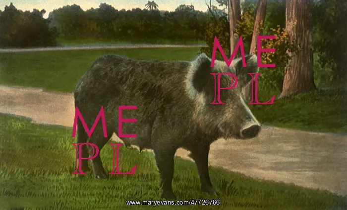  : Florida Razorback Sow