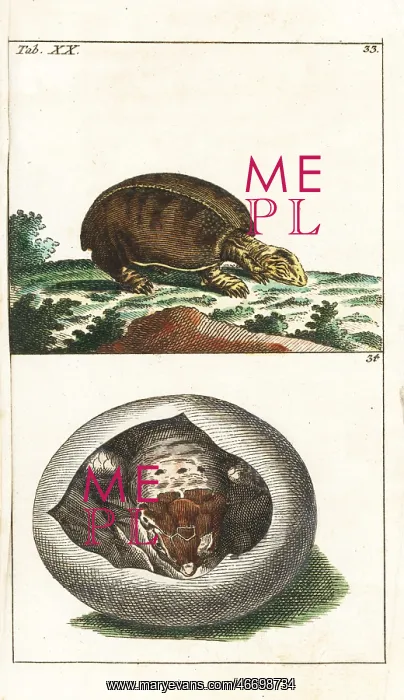  : Florida softshell turtle, Apalone ferox, and young in egg