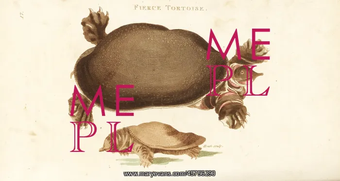 : Florida softshell turtle and Chinese softshell turtle : Florida softshell turtle and Chinese softshell turtle
