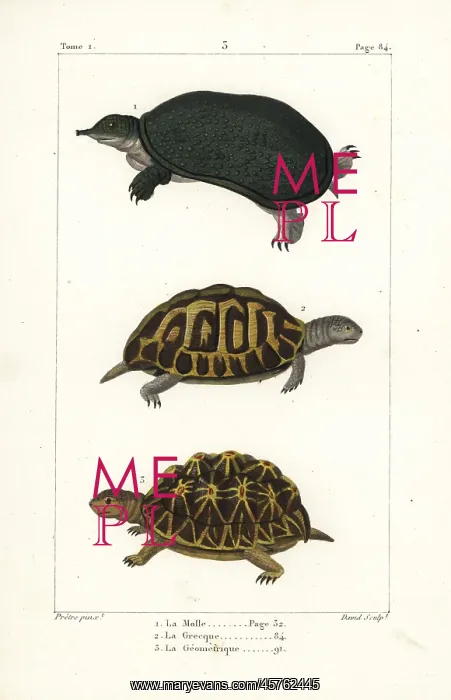 : Florida softshell turtle, spur-thighed and : Florida softshell turtle, spur-thighed and