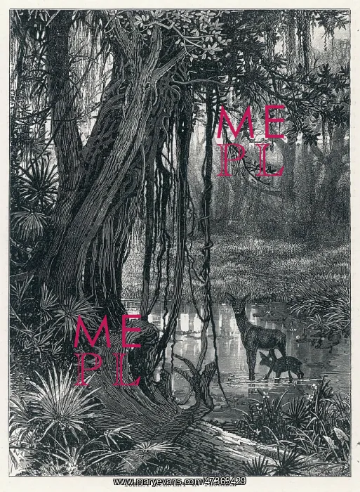 : FLORIDA SWAMP : FLORIDA SWAMP