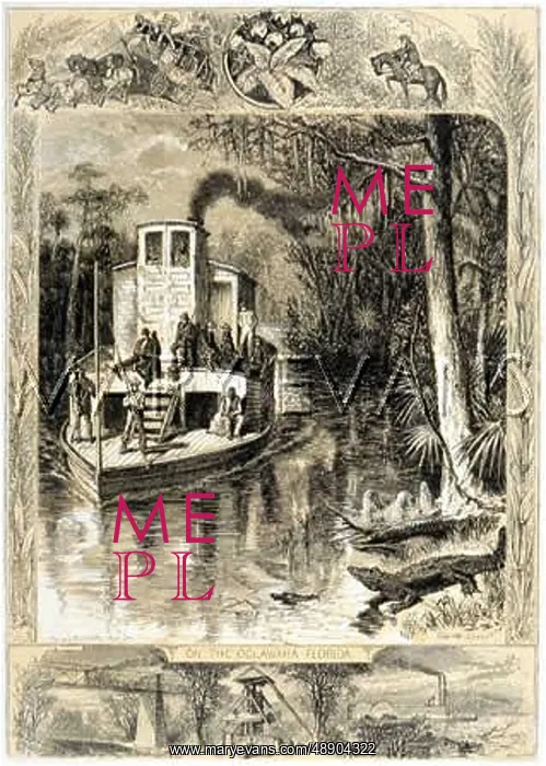 : FLORIDA SWAMP : FLORIDA SWAMP