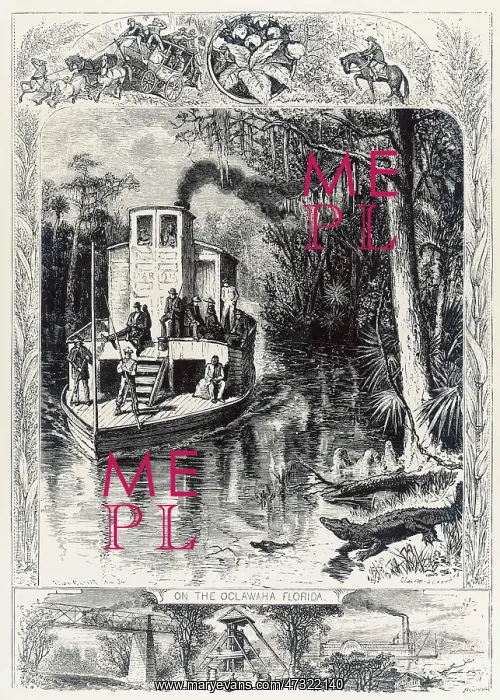  : Florida Swamp - Steamer