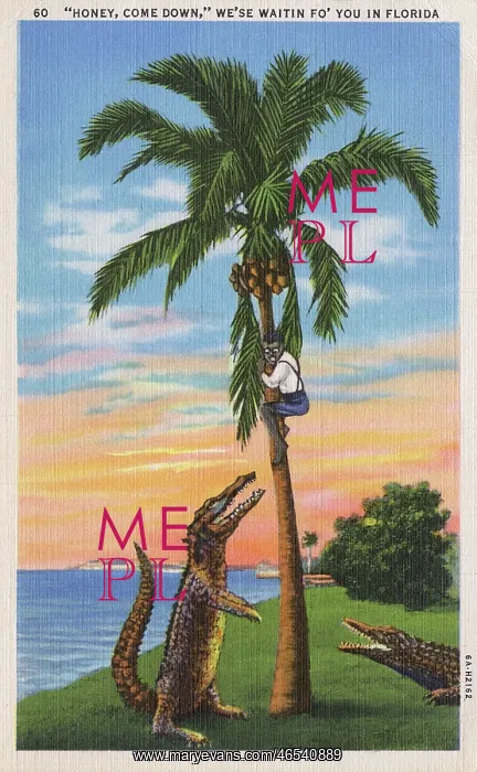 : Florida Tourist Postcard - Waiting Alligators : Florida Tourist Postcard - Waiting Alligators