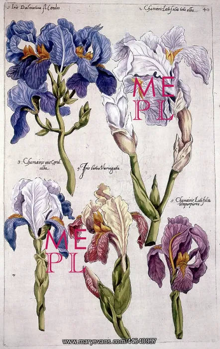  : Florilegium - Iris Flowers