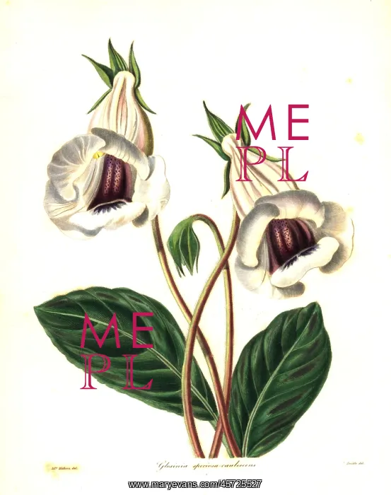 : Florist's gloxinia, Sinningia speciosa : Florist's gloxinia, Sinningia speciosa