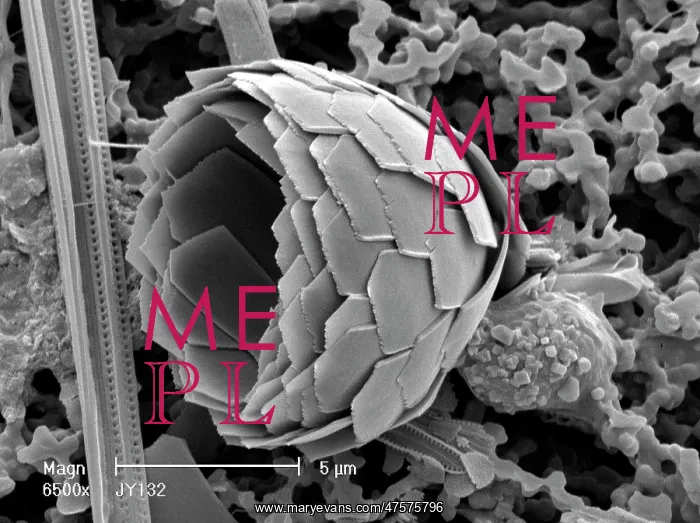 : Florosphaera profunda, coccolith : Florosphaera profunda, coccolith