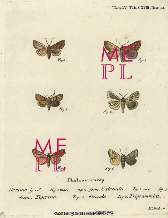 : Flounced chestnut, dotted chestnut, brown-line bright-eye : Flounced chestnut, dotted chestnut, brown-line bright-eye
