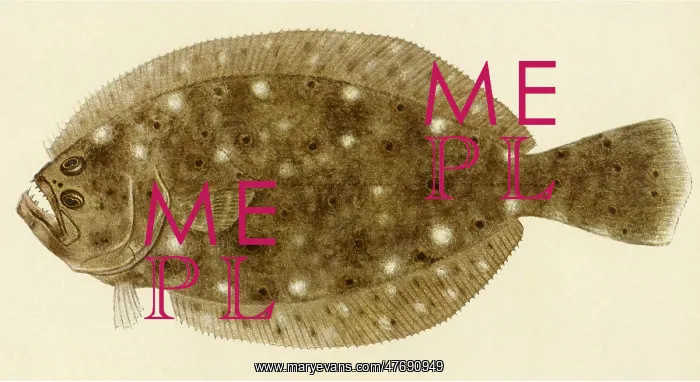  : Flounder