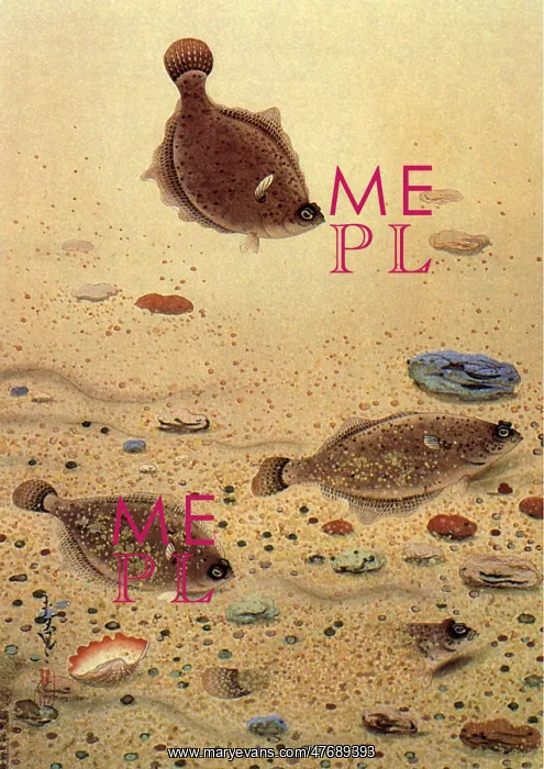  : Flounders