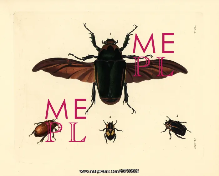 : Flower beetle and other exotic beetles : Flower beetle and other exotic beetles
