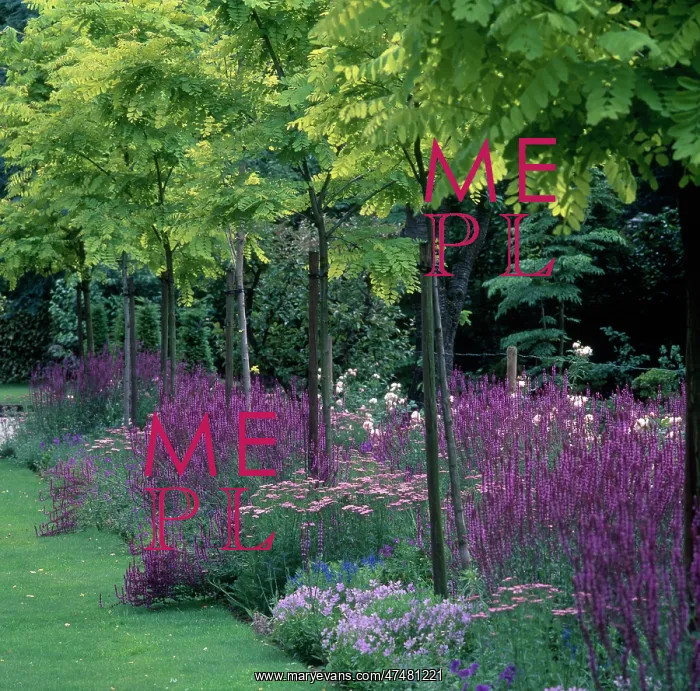 : Flower border with young trees : Flower border with young trees