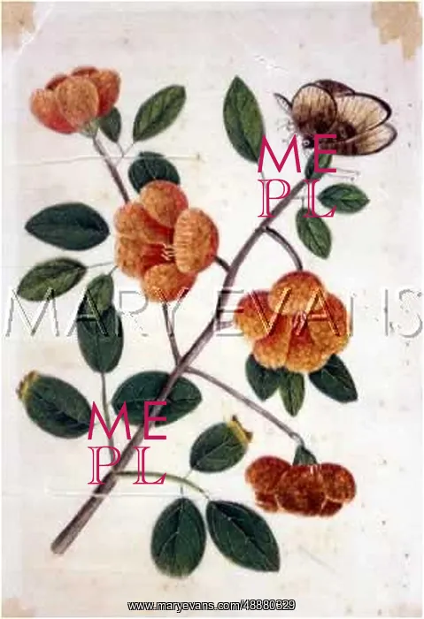 : FLOWER & BUTTERFLY : FLOWER & BUTTERFLY