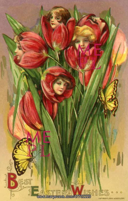: Flower Fairies : Flower Fairies