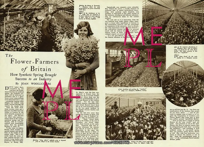 : The flower farmers of Britain 1938 : The flower farmers of Britain 1938