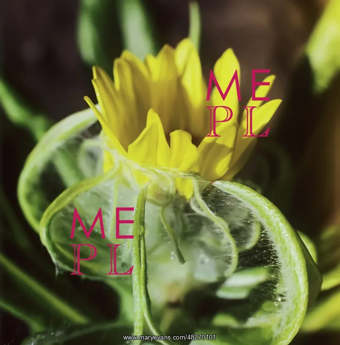 : Flower of groundsel, 1976 : Flower of groundsel, 1976