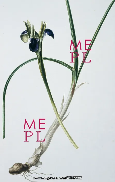 : Flower Illustration : Flower Illustration