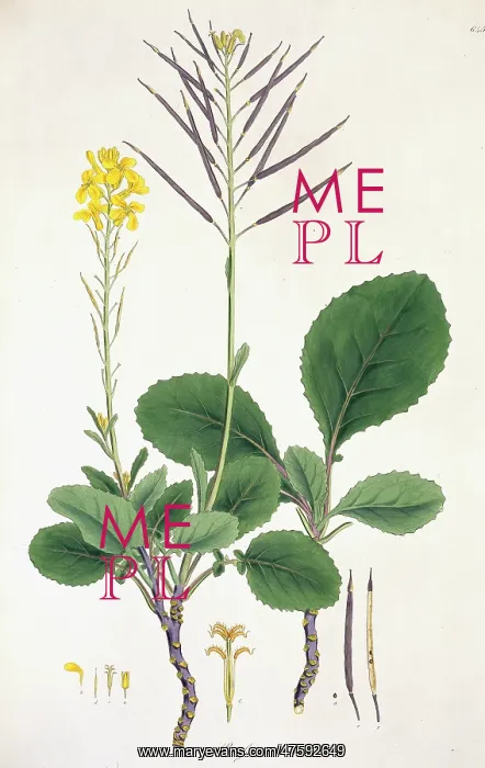 : Flower Illustration : Flower Illustration
