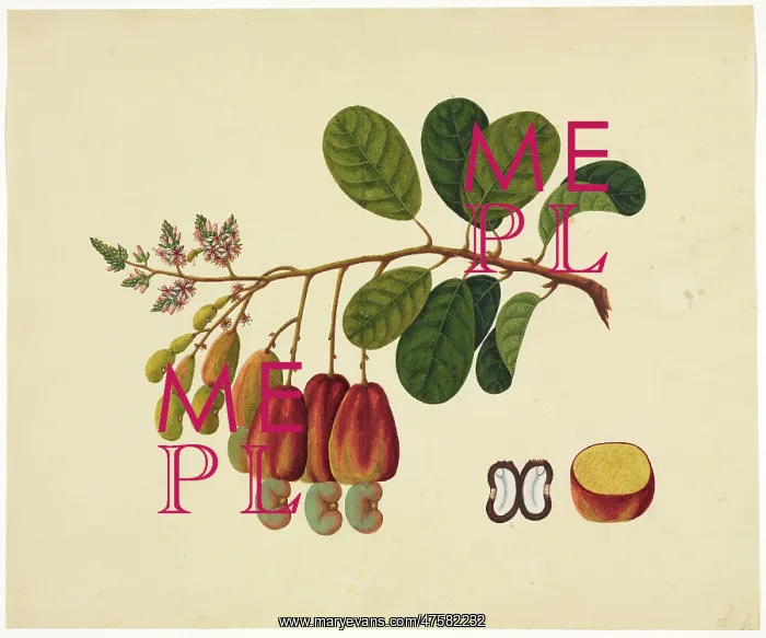 : Flower Illustration from the Reeves Collection : Flower Illustration from the Reeves Collection