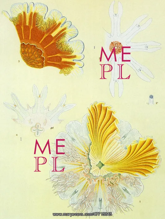  : Flower-like Sea LIfe