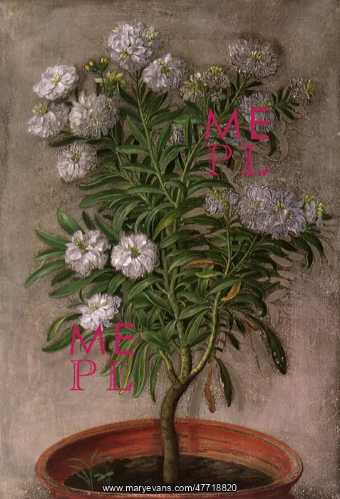 : Flower in Pot : Flower in Pot
