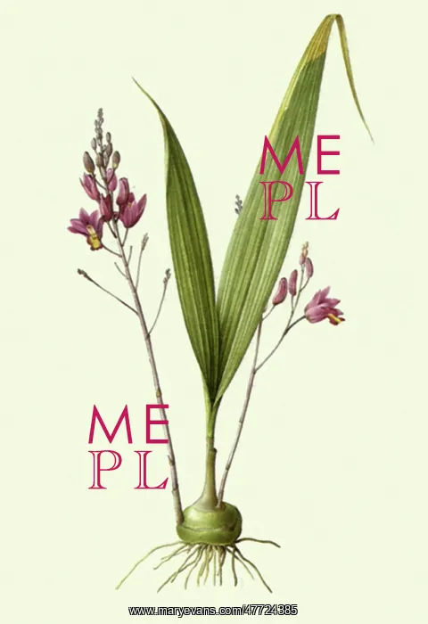 : Two Flower Spikes : Two Flower Spikes