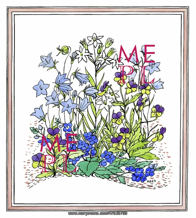  : Flower Study - includes harebells and violas