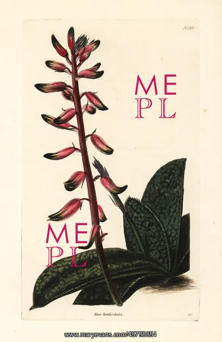  : A flowering Gasteria plant