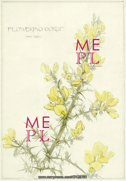  : Flowering Gorse