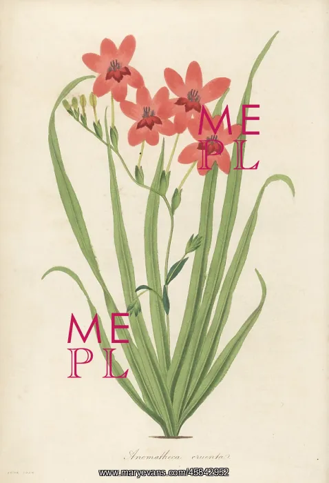 : Flowering grass, Freesia laxa : Flowering grass, Freesia laxa