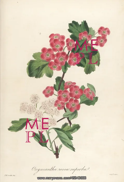 : Flowering hawthorn, Oxycantha rosea superba : Flowering hawthorn, Oxycantha rosea superba